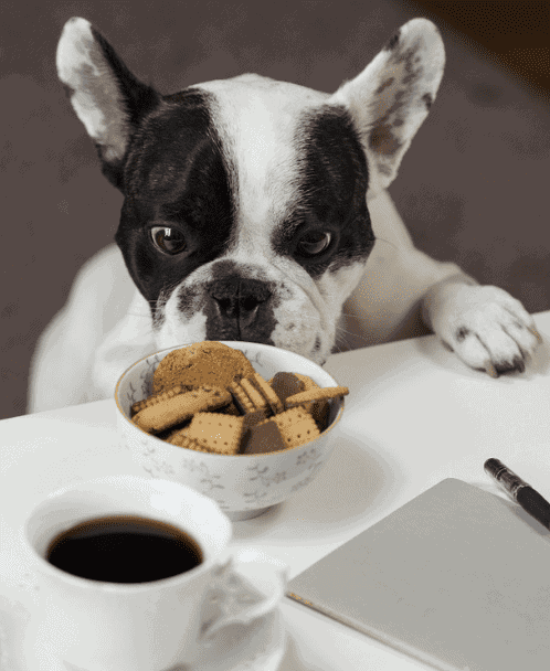 What Can Dogs Eat? (or, How to Feed Your Best Friend)