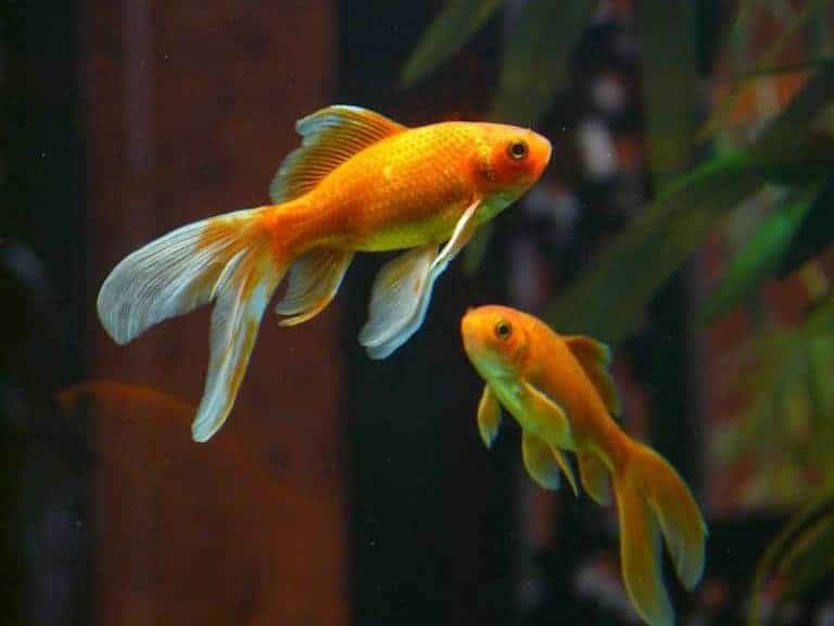 Have You Thought About the Emotional Wellbeing of Your Pet Fish?