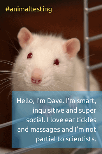 stop animal testing - white rat in cage