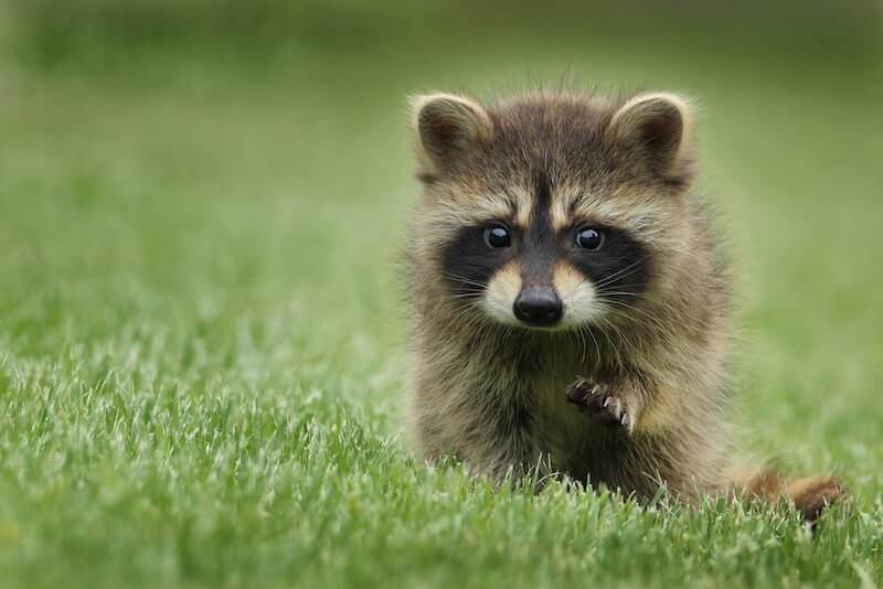 Baby raccoon on green grass.