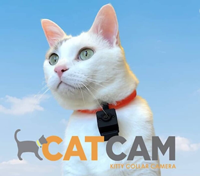 White short-hair cat wearing the Glowtrack camera on sky background