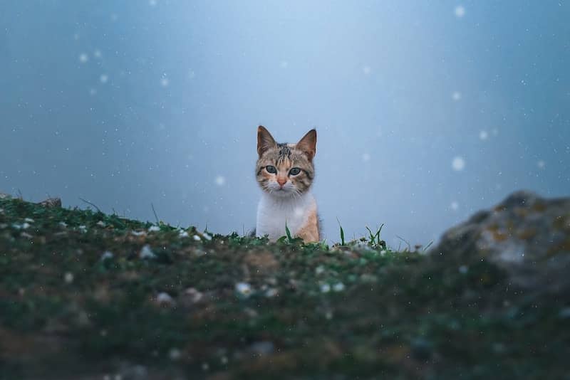 Young tortoiseshell cat looking over a grassy rise at the start of snowfall.