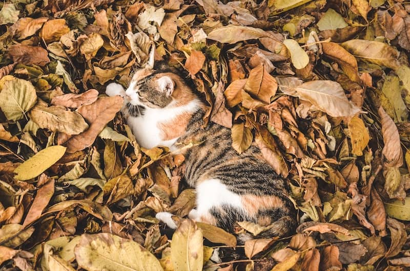 Tortoiseshell cat relaxing in fall leaves, well camouflaged.
