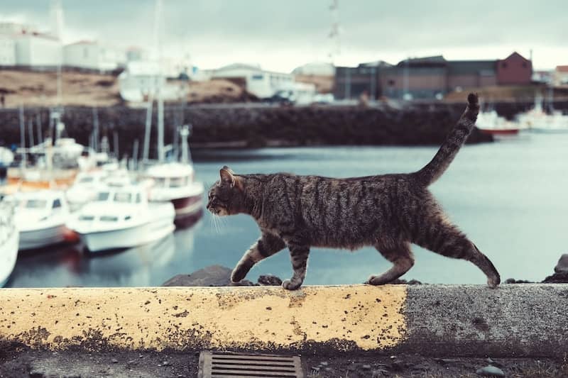 Tabby cat walking along a wall with a harbor in the background