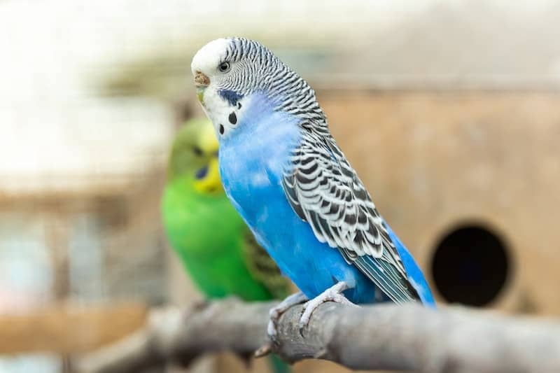 Blue and whit budgie with green budgie in the background