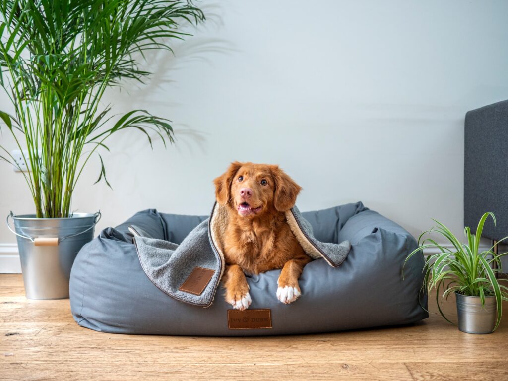 Happy dog in a blue dog bed with a blanket on. Plants on either side of it