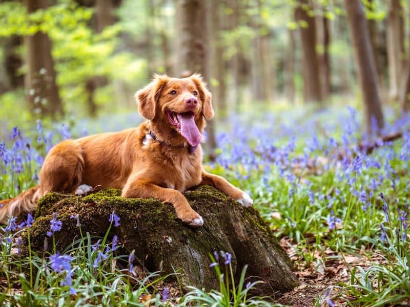 Happy Dog in Forest Meadow